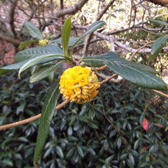 Edgeworthia gardneri