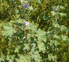Malva weinmanniana