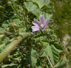 Malva weinmanniana