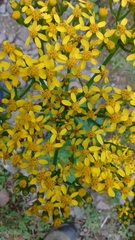 Packera sanguisorbae