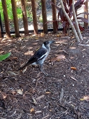 Gymnorhina tibicen