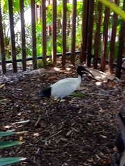Threskiornis molucca