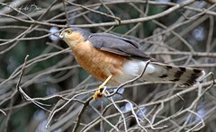 Accipiter rufiventris