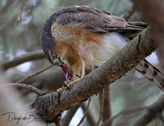 Accipiter rufiventris