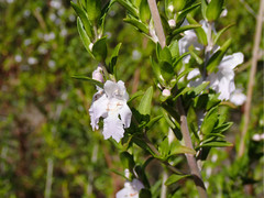 Prostanthera behriana