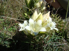 Gentiana gelida