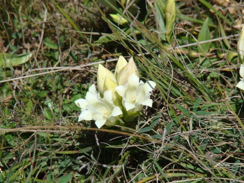 Gentiana gelida, photograph 1
