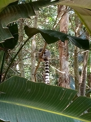 Lemur
