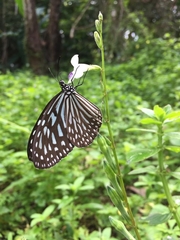 Ideopsis vulgaris