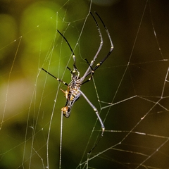 Nephila pilipes