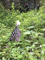 Ideopsis vulgaris