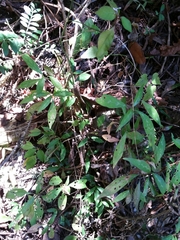 Hypoestes