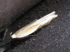 Mesophleps albilinella