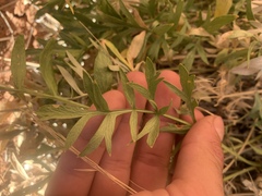 Lomatium latilobum