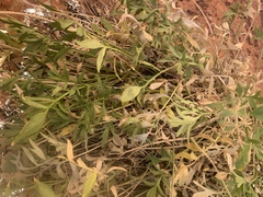 Lomatium latilobum