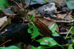 Incilius marmoreus