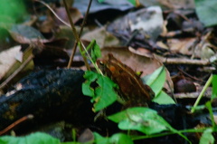 Incilius marmoreus