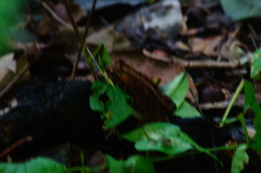 Incilius marmoreus