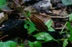 Incilius marmoreus
