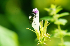 Epicauta niveolineata