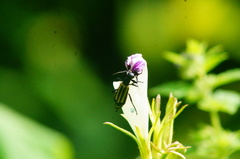 Epicauta niveolineata