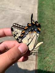 Papilio glaucus