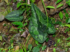 Asarum macranthum