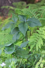 Arisaema triphyllum