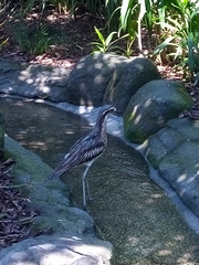 Burhinus grallarius