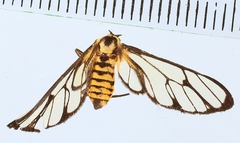 Paralaethia subformicina