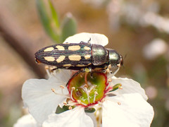 Castiarina parallela