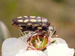 Castiarina parallela