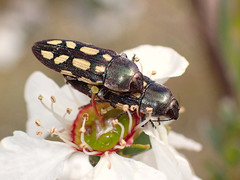 Castiarina parallela