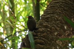 Turdus merula