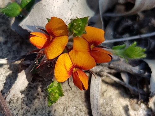 Oxylobium cordifolium Andrews
