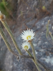 Helichrysum candollei