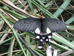 Byasa polyeuctes termessus