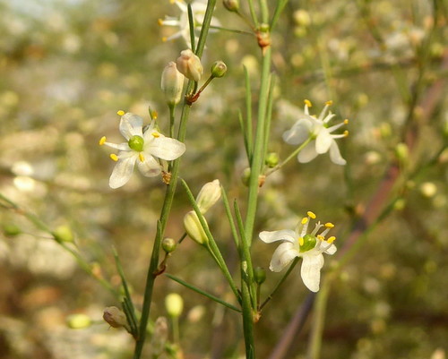 Asparagus laricinus image