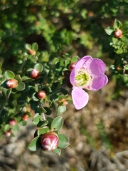 Leptospermum rotundifolium