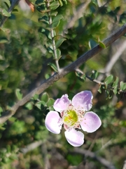 Leptospermum rotundifolium