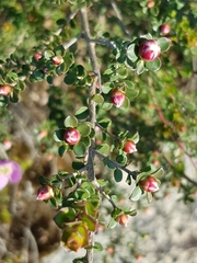 Leptospermum rotundifolium
