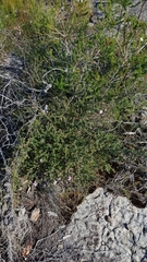 Leptospermum rotundifolium