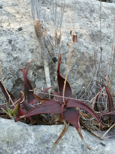 Aloe erythrophylla