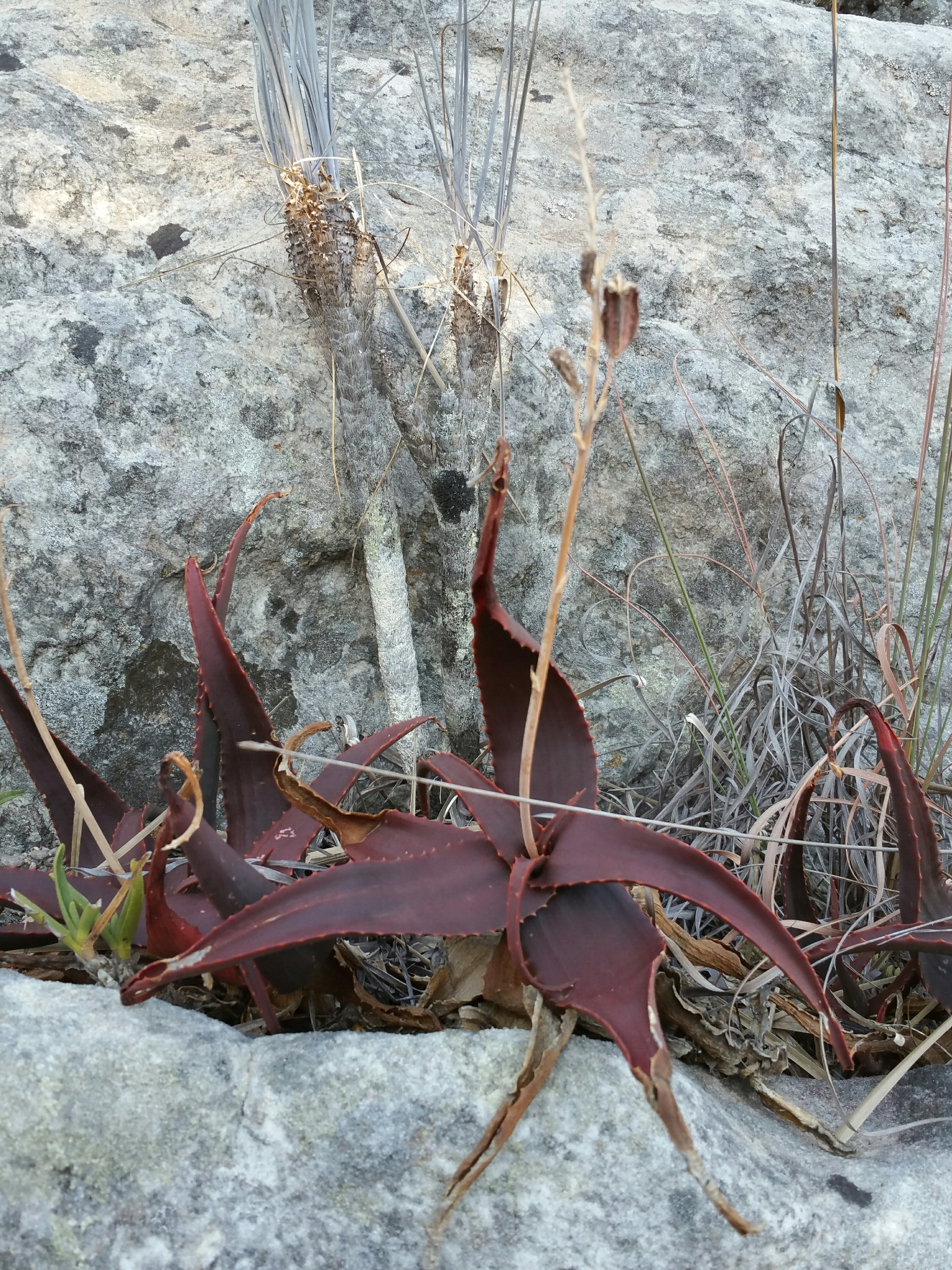 Aloe erythrophylla