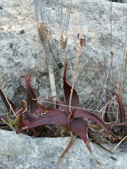 Aloe erythrophylla image