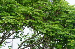 Leucaena macrophylla
