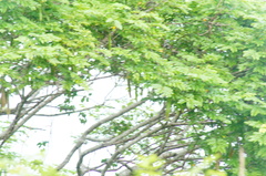 Leucaena macrophylla