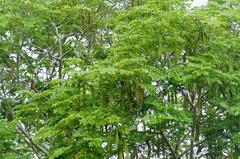Leucaena macrophylla