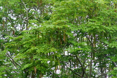 Leucaena macrophylla
