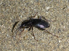 Platynus ovipennis